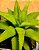 Haworthia fasciata var. concolor - Imagem 4