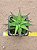 Haworthia fasciata var. concolor - Imagem 1