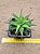 Haworthia fasciata var. concolor - Imagem 2