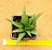 Haworthia pentagona - Imagem 2