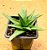 Haworthia pentagona - Imagem 1