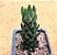 Haworthia reiwardtii - Imagem 1