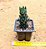 Haworthia reiwardtii - Imagem 2