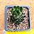Haworthia reiwardtii - Imagem 3