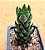 Haworthia reiwardtii - Imagem 4