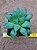 haworthia retusa multilineata - Imagem 1