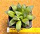 haworthia retusa multilineata - Imagem 1