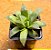 haworthia retusa multilineata - Imagem 2