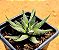 Haworthia snow white - Imagem 3