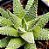 Haworthia snow white - Imagem 1