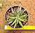 Haworthia snow white - Imagem 3