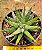 Haworthia snow white - Imagem 1