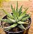 Haworthia snow white - Imagem 2