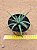 Haworthia snow white - Imagem 2