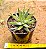 Haworthia snow white - Imagem 4