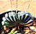 Haworthia truncata - Imagem 4