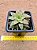 Haworthia turgida - Imagem 1