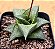 Haworthia venosa ssp tesselata - Imagem 2