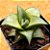 Haworthia venosa ssp tesselata - Imagem 2