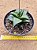 Haworthia venosa ssp tesselata - Imagem 1