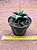 Haworthia venosa ssp tesselata - Imagem 2