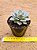 Echeveria Zonestraal - Imagem 1