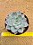 Echeveria Zonestraal - Imagem 2