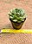Echeveria Louise - Imagem 2