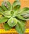Echeveria Baron bold - Imagem 3