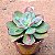 Echeveria Baron bold - Imagem 2
