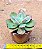 Echeveria Baron bold - Imagem 3