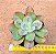 Echeveria Baron bold - Imagem 1