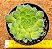 Aeonium Tabuliforme - Imagem 1