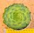 Aeonium Tabuliforme - Imagem 1