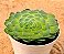 Aeonium Tabuliforme - Imagem 2