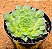 Aeonium Tabuliforme - Imagem 2