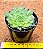 Aeonium Tabuliforme - Imagem 3