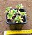 Aeonium Domesticum variegata - Imagem 3