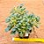 Aeonium Domesticum variegata - Imagem 2