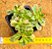 Aeonium Domesticum variegata - Imagem 1