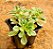 Aeonium Domesticum variegata - Imagem 2