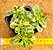 Aeonium Domesticum variegata - Imagem 4