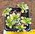 Aeonium Domesticum variegata - Imagem 1