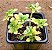 Aeonium Domesticum variegata - Imagem 2