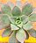 Aeonium Haworthii - Imagem 3
