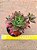 Aeonium leucoblepharum - Imagem 2