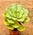 Aeonium Lily Pad - Imagem 2