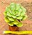 Aeonium Lily Pad - Imagem 3