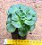 Aeonium Lily Pad - Imagem 3