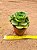 Aeonium Lily Pad - Imagem 2
